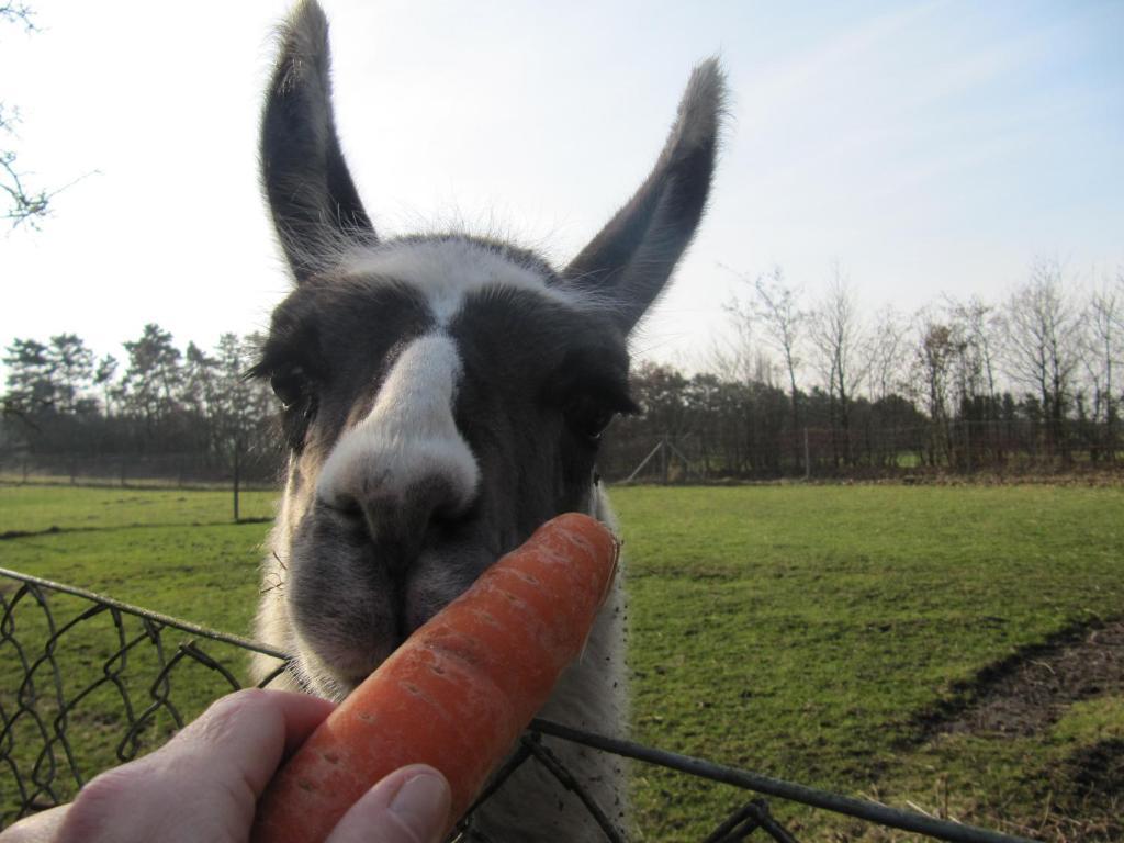 Billund Farm Holiday Экстерьер фото